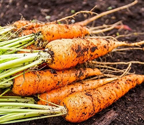 750+ Carrot Seeds for Planting Outdoors - Heirloom Non-GMO - Image 2