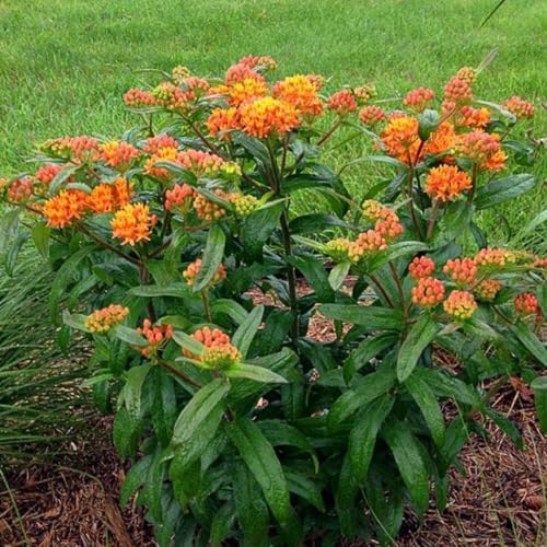 2 Orange Milkweed Live Plants, Flowering Plant, 4-7 Inch Tall - Image 3