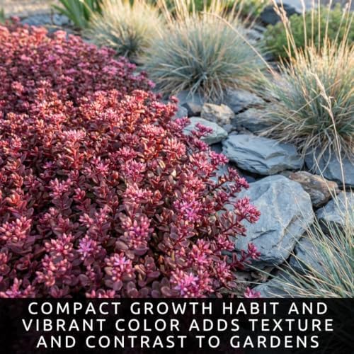 Cherry Red Stonecrop Sedum Live Plant Plugs, Hardy Succulent Ground Cover, Drought Tolerant Perennial, Easy Care Red Sedum for Rock Gardens, Borders & Landscaping (3 Starter Plugs) - Image 5