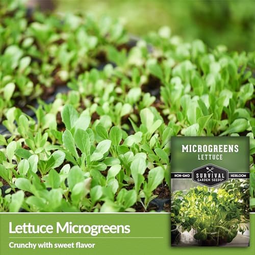 Lettuce Microgreens Seeds for Planting - 2 Packs - Image 3