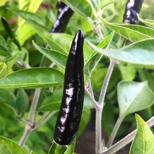 30 Black Cobra Chilli Hot Pepper Heirloom Vegetable Seeds, Capsicum Annuum by KVITER