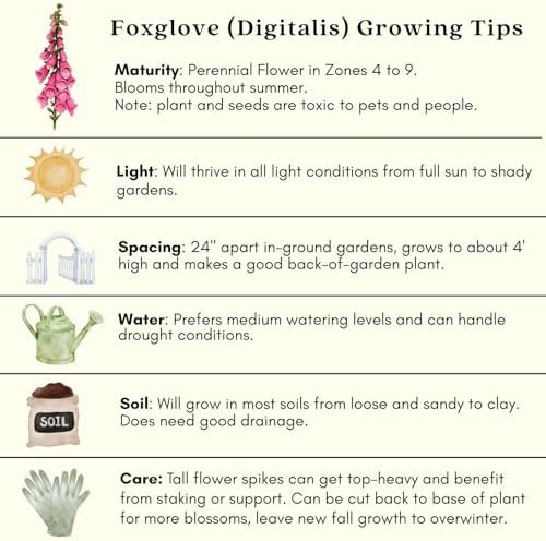 Clovers Garden Foxglove (Digitalis purpurea) Camelot Mix Plants – Two (2) Live Plants – Non-GMO - Not Seeds - Each 4" to 8" Tall – in 4" Inch Pots – Tall Flowering Spikes, Hummingbird Favorite - Image 7