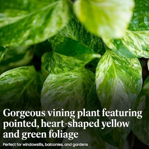 American Plant Exchange Golden Pothos 4-Inch Pot – Easy-Care Trailing Houseplant, Air-Purifying Vine for Home & Office, Low-Maintenance Indoor Plant for Hanging Baskets & Shelves - Image 3