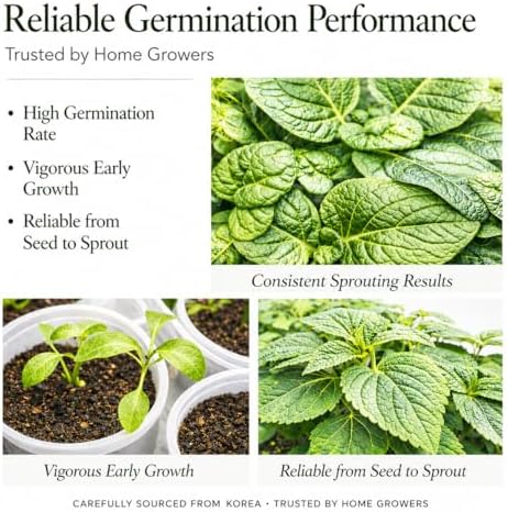 Authentic Korean Perilla Seeds (Kkaennip/Shiso/Sesame Leaf) - Image 7