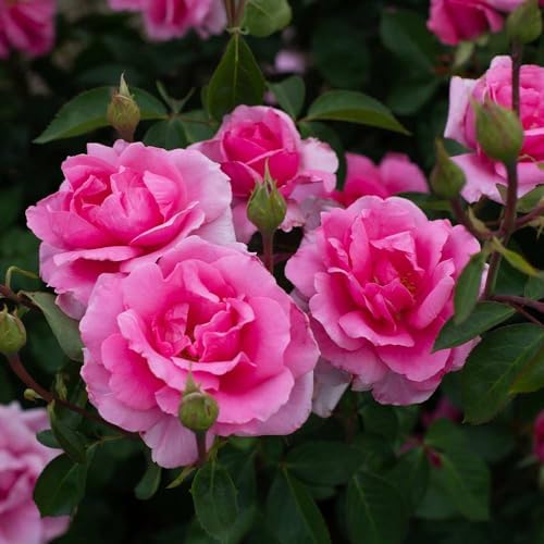 Heirloom Hardy Roses, Live Own Root Plant, Earth Song - Image 4