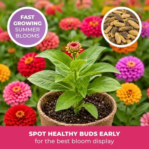 1000+ Zinnia Dahlia Seeds for Planting 2026, Double Dahlia Zinnia Elegans Seeds, Heirloom Non-GMO Mixed Color Annual Flower Seeds for Cut Flower Gardens, Borders & Containers - Image 3