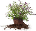 Perfect Plants Nanho Blue Butterfly Bush Live Plant, 3 Gallon by PerfectPlantsNursery