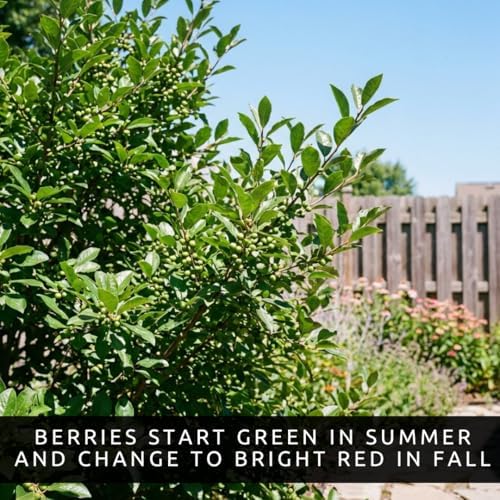 3 Winterberry Holly Plants for Growing (Ilex verticillata) Live Shrubs | Brilliant Red Winter Berries | Native Deciduous Holly for Landscaping & Wildlife (3 Plants) - Image 6