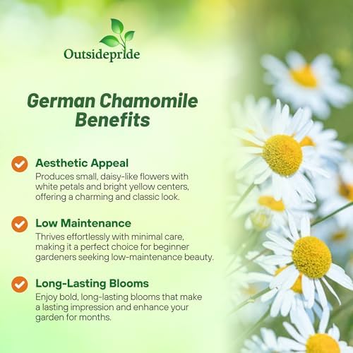 Outsidepride German Chamomile Seeds - 10000 Pcs Annual, Drought Tolerant, Self-Seeding & Versatile, Herb Seeds for Planting Sweet Scented Daisy-Like Blooms, Ideal for Slopes & Pollinator Gardens - Image 3