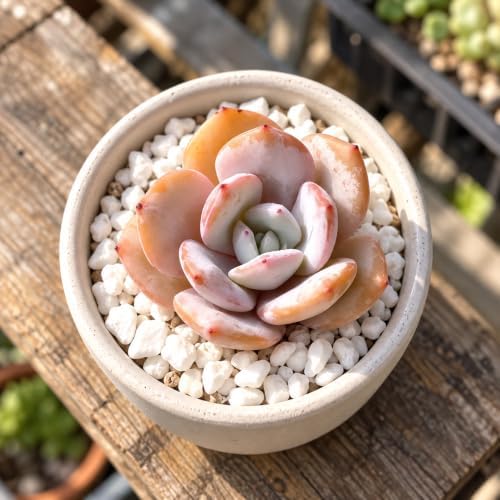 Echeveria 'Milk Tea' Bare Root Succulent Live Plant 1.5-2 Inch 3 Plant Set - Image 3