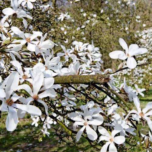 Star Magnolia Tree Plant Live, Ornamental Tree, 6-12 Inch Tall, 4 Inch Pot - Image 3
