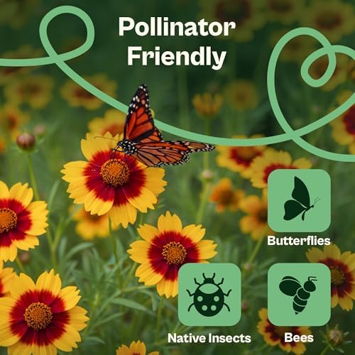SVI 2500 Plains Coreopsis Seeds (Coreopsis Tinctoria) - Golden Tickseed, Yellow-Red Blooms, Annual Wildflowers, Heirloom Seed in Seed Packets - Flower Seeds for Outdoor Garden, Meadows, Flowers Beds - Image 4