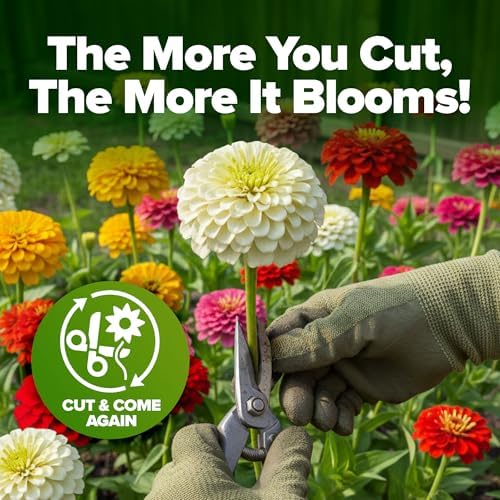 HOME GROWN Zinnia Seeds, Pumila Mix, 4,300 Seeds, Zinnia elegans - Image 5