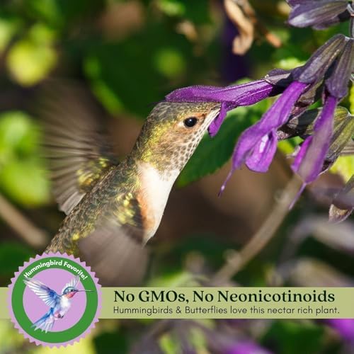Clovers Garden Salvia Purple and Bloom Plants - Two (2) Live Plants – Non-GMO - Not Seeds - Each 4" to 8" Tall – in 4" Inch Pots - Pollinator Magnet, Heat Tolerant, Low Maintenance - Image 4