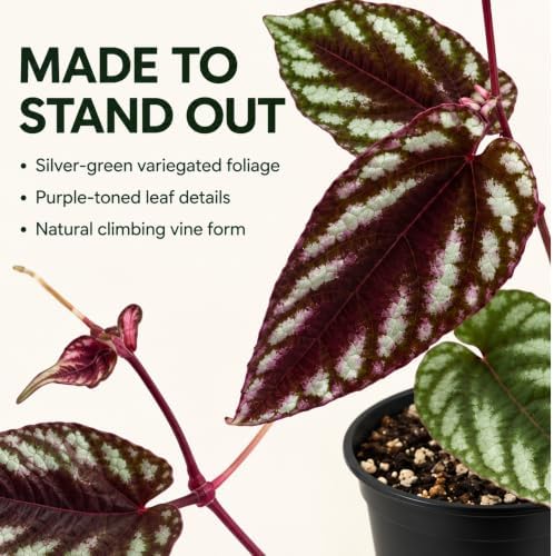 Cissus Discolor Live Plant - Rare Rex Begonia Vine Rooted Indoor - Image 4