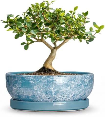 Bonsai Tree Pots 6 Inch, Ceramic Succulent Planters, Droplet Blue by Wliror