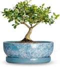 Bonsai Tree Pots 6 Inch, Ceramic Succulent Planters, Droplet Blue by Wliror