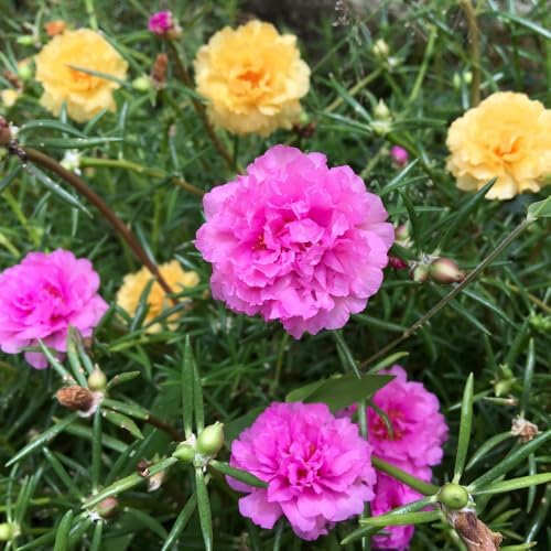 Mixed Moss Rose Portulaca Live Plant, Colorful Ground Cover, 4-6 Inch Tall - Image 4