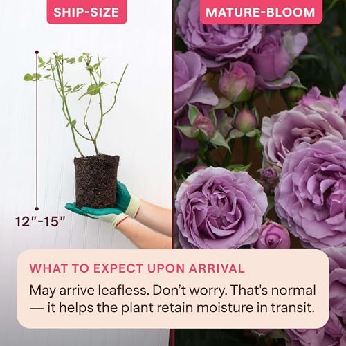 Heirloom Climbing Roses, Live Own Root Plant, Arborose® Quicksilver - Image 2