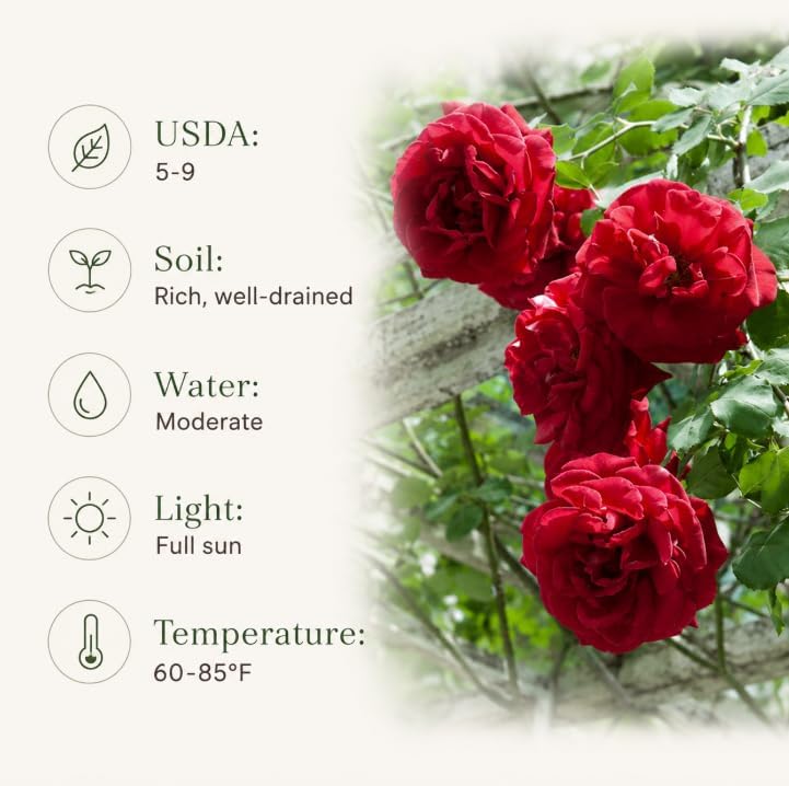 Red Don Juan Rose Plant Live for Planting, Fragrant Red Flowering, Climbing Rose Bush Plant for Outdoor Garden 4 to 6 Inch Tall, No Pot - Image 5