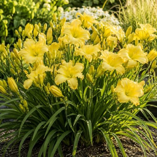 6 Yellow Daylily Plant Bare Roots Fans, Long-Lasting Daylilies, Fast Growing Perennial Flowers for Borders, Containers, and Landscaping - Image 2