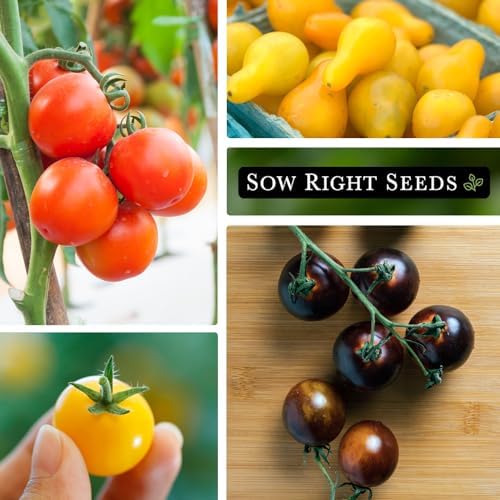 Sow Right Seeds - Cherry Tomato Seed Collection for Planting Home Garden - Image 3