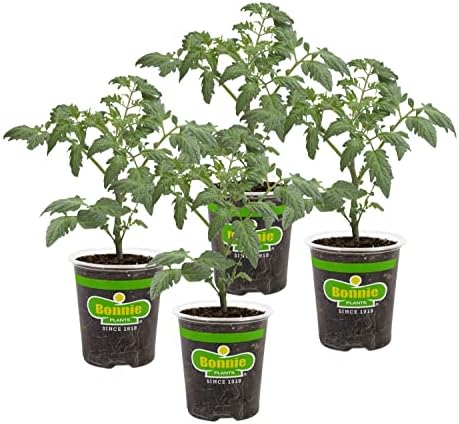 Bonnie PLANTS Husky Cherry Red Tomato Live Vegetable Plants - 4 Pack, Non-GMO, Bite Sized, Disease Resistant by BonniePlants