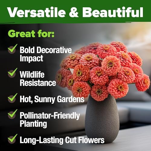 HOME GROWN Coral Zinnia Seeds, 600 Seeds, Zinnia elegans - Image 6