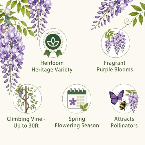 Wisteria Seeds for Planting Outdoor, Perennial Vine Fragrant Purple Flowers - Image 3