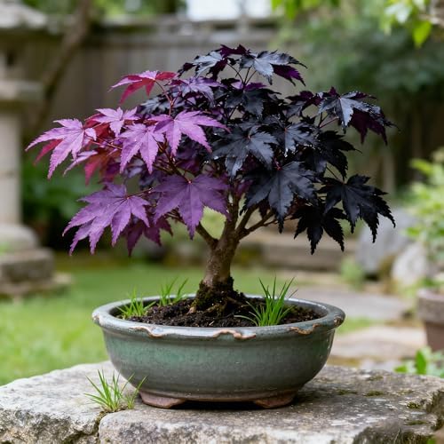 30+ Purple Maple Tree Seeds for Planting, Rare Acer Palmatum Tree Seed, Non-GMO Heirloom Plant Seeds for Garden Home by Unknown