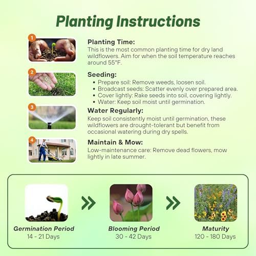 Outsidepride Dryland Wildflower Seed Mix - 1 lb. Colorful Blend of Drought Tolerant, Annual and Perennial Wildflower Seeds for Attracting Pollinators in Arid States & Xeriscapes - Image 4