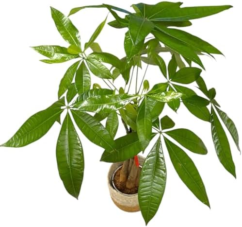 Money Tree Live Plant | 14-22 Inches Tall Bonsai | Easy to Grow Indoor Houseplant | Home, Office, or Room Decor | Birthday, Housewarming Gift (Brown Jute) - Image 4