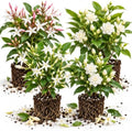 Random Jasmine Vine Live Plant, Patio Container Flower, 4-7 Inches by UIOTER