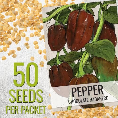 Seed Needs Chocolate Habanero Pepper Seeds to Plant Vegetables - 1 Pack - Image 3