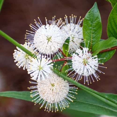 Buttonbush Live Plant, 4 Inch Pot, Cephalanthus Occidentalis Live Shrubs - Image 7