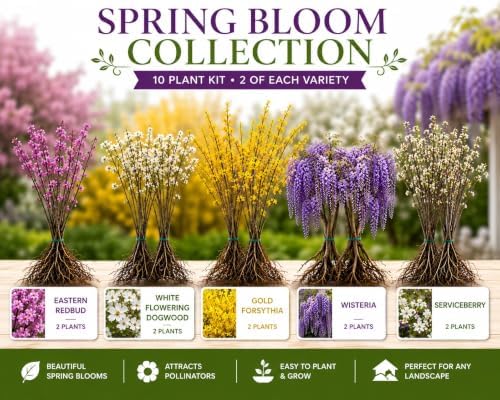 10 Live Bare Root Spring Bloom Collection, 2 Golden Chain, 2 White Flowering Dogwood, 2 Gold Forsythia, 2 Wisteria & 2 Serviceberry Plants - Image 2