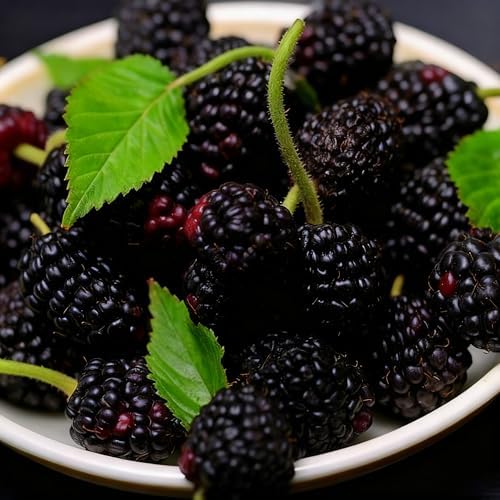 1500+ Fruit Tree Seeds Mixed for Planting, 6 Varieties, 400 Strawberry 200 Blueberry 300 Raspberry 300 Mulberry 200 Cranberry 20 Cherry, Non-GMO Heirloom Seed for Garden Outdoor - Image 7