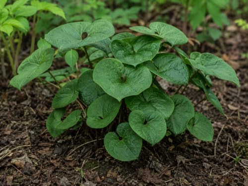 20 Wild Ginger Plants Bare Root Perennial Asarum Canadense (20 Roots) - Image 5