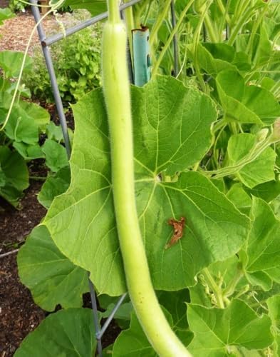 Cucuzza Squash Seeds - 20+ Count - for 2026 Planting Lagenaria siceraria Cucuzzi Snake Gourd Italian Tromboncino Long Bottle Calabash Dudhi Lauki Vegetable Grow Your Own Home Farm - Image 3