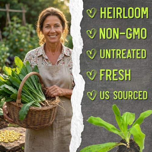 Seed Needs Culantro Seeds to Plant Non-GMO Heirloom Sawtooth Herbs XL Pack - Image 6