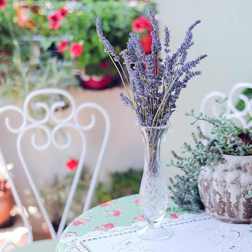 Herb Seed Pack Collection - 12 Varieties Including Basil, Parsley, Rosemary, Dill, Chives, Garlic Chives, Oregano, Mustard, Thyme, Cilantro, Sage & Lavender - Great for Gardening & Cooking - Image 4