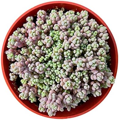 Sprout N Green 4" Sedum Dasyphyllum 'Minor', Live Succulent Fully Rooted in Pots, Rare House Plant for Home Office Indoor Outdoor Wedding Decoration, DIY Projects, Party Favor - Image 2