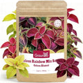 Groundio Coleus Rainbow Mix Seeds for Planting – Coleus Colorful Flower Seeds, Non-GMO Heirloom Seeds for Outdoor & Indoor Garden, Containers, Borders, Patios (Coleus scutellarioides) by Groundio