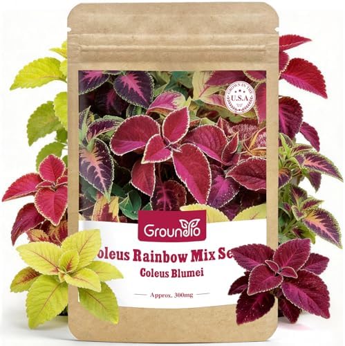 Groundio Coleus Rainbow Mix Seeds for Planting – Coleus Colorful Flower Seeds, Non-GMO Heirloom Seeds for Outdoor & Indoor Garden, Containers, Borders, Patios (Coleus scutellarioides) by Groundio