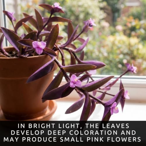 Purple Heart Tradescantia Live Plant, Indoor Wandering Jew, 5 Cuttings - Image 6