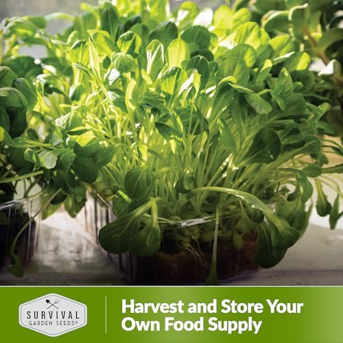 Lettuce Microgreens Seeds for Planting - 1 Pack - Image 5