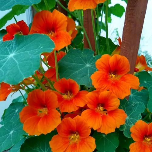 2 Nasturtium Plants Live, Hardy Nasturtium Vine, 4 Inch Pot - Image 6