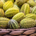 Eden Brothers Cucumber Seeds - Bush Hog, Packet by EdenBrothers