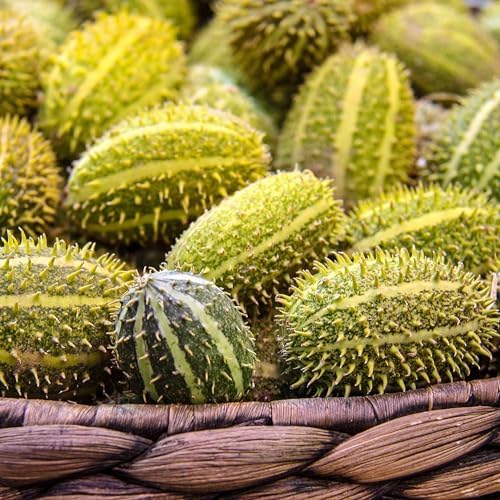 Eden Brothers Cucumber Seeds - Bush Hog, Packet by EdenBrothers