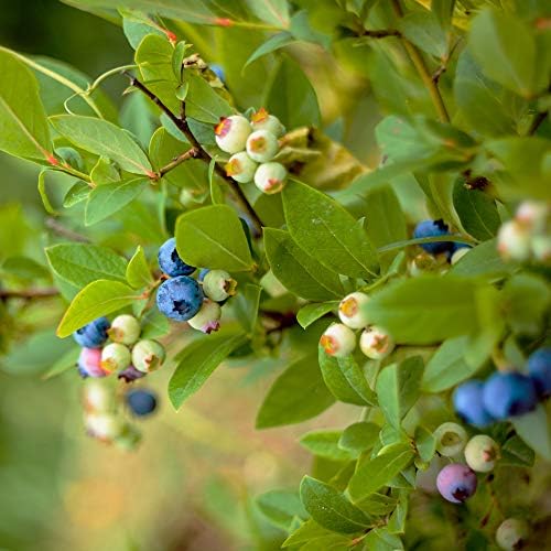 Perfect Plants Climax Rabbiteye Blueberry Bush, 1 Gallon - Image 5